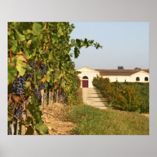 Poster Vignobles, vignes petit verdot et cave à vin en