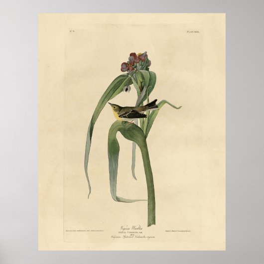 Poster Vigors Vireo (Paruline des pins) Audubon Birds Amé (Devant)