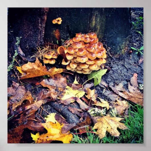 Poster Village des champignons (Devant)