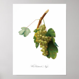 Poster Vin de raisin - illustration Vintage