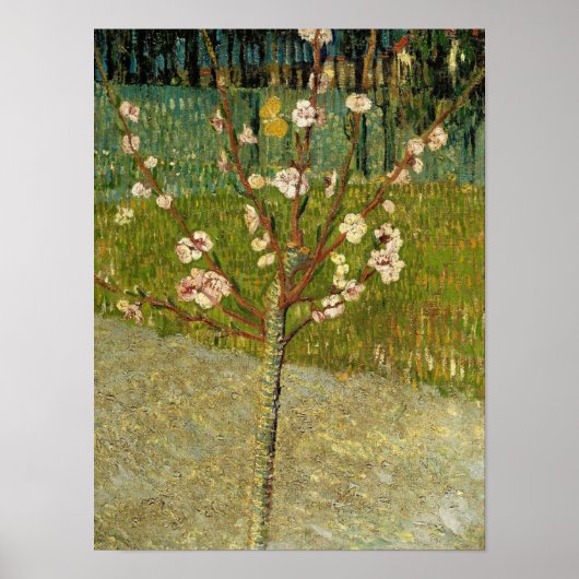Poster Vincent van Gogh - Amandier en fleurs (Devant)