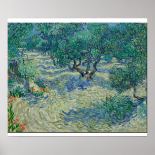 Poster Vincent Van Gogh - Olive Orchard