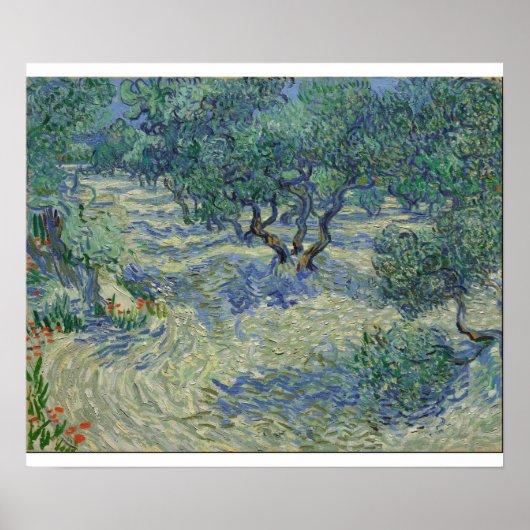 Poster Vincent Van Gogh - Olive Orchard (Devant)