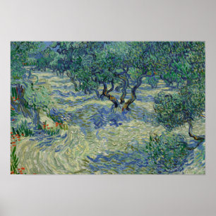 Poster Vincent van Gogh - Olive Orchard