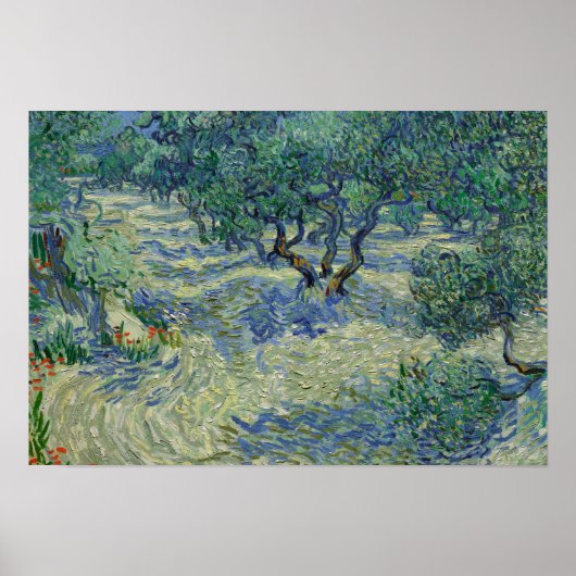 Poster Vincent van Gogh - Olive Orchard (Devant)