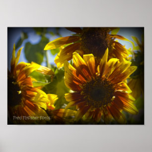 Poster Vinette noire tournesol été
