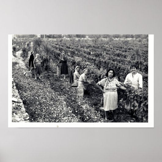 POSTER VINEYARD (Devant)