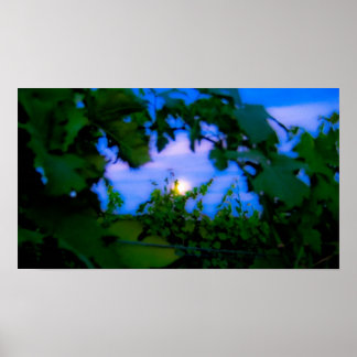 Poster Vineyard