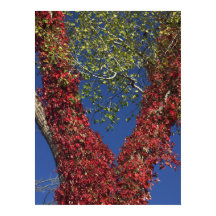 Vins d'automne sur l'affiche des arbres