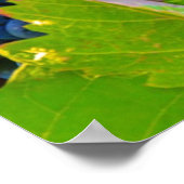 Poster Vins de raisins noirs, Vignoble (Coin)