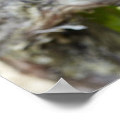 Poster Vins rouges sur la vigne (Coin)