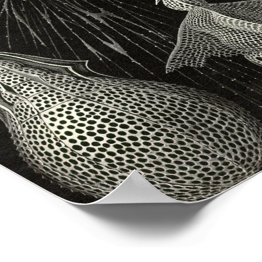 Poster vintage (Coin)