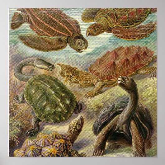 Poster vintage (Devant)