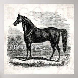 Poster Vintage 1800 s Horse - Morgane Equestrian