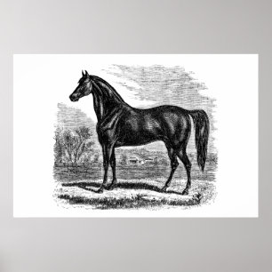 Poster Vintage 1800 s Horse - Morgane Equestrian