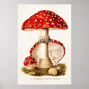 Poster Vintage 1800s Champignons rouges Modèle