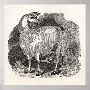 Poster Vintage 1800s Llama Retro Alpaca Llamas Modèle