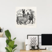 Poster Vintage 1800s Llama Retro Llamas Alpaca Modèle (Bureau à domicile)