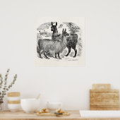 Poster Vintage 1800s Llama Retro Llamas Alpaca Modèle (Cuisine)