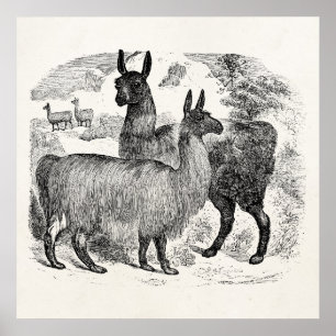 Poster Vintage 1800s Llama Retro Llamas Alpaca Modèle