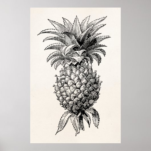 Poster Vintage 1800s Pineapple Illustration Pineapples (Devant)