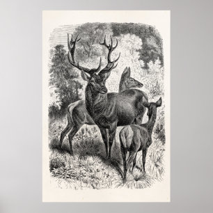 Poster Vintage 1800s Red Deer Illustration Stag Doe Fawn
