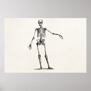 Poster Vintage 1800s Skeleton Retro Anatomy Skeletons