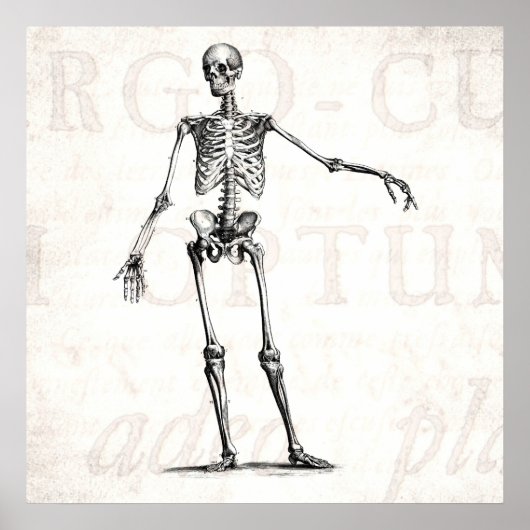 Poster Vintage 1800s Skeleton Retro Skeletons Anatomy (Devant)