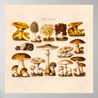 Poster Vintage 1800s Variété de champignons Modèle