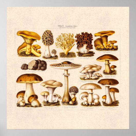 Poster Vintage 1800s Variété de champignons Modèle (Devant)