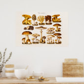 Poster Vintage 1800s Variété de champignons Modèle (Cuisine)