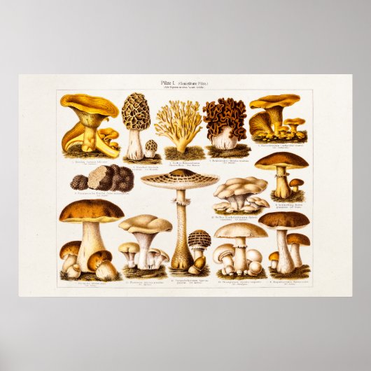 Poster Vintage 1800s Variété de champignons Modèle (Devant)