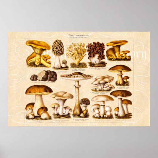 Poster Vintage 1800s Variété de champignons Modèle (Devant)
