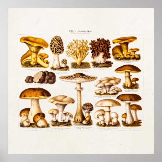 Poster Vintage 1800s Variété de champignons Modèle (Devant)