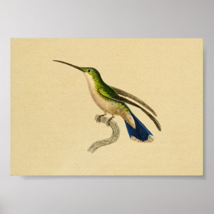 Poster Vintage 1830 Hummingbird Imprimer bleu vert
