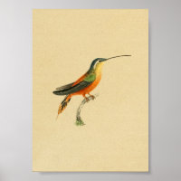 Vintage 1830 Hummingbird Imprimer orange jaune