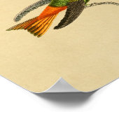 Poster Vintage 1830 Hummingbird Imprimer rouge bleu (Coin)