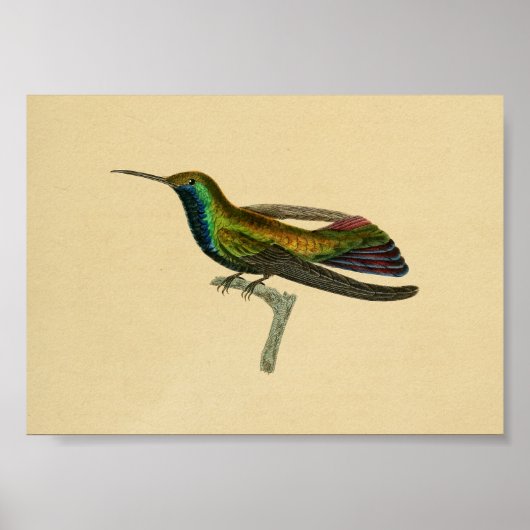 Poster Vintage 1830 Hummingbird Imprimer rouge bleu (Devant)