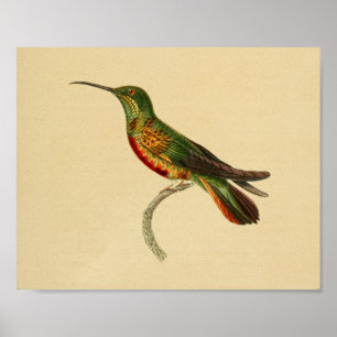 Poster Vintage 1830 Hummingbird Imprimer rouge vert