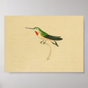 Poster Vintage 1830 Hummingbird Imprimer rouge vert