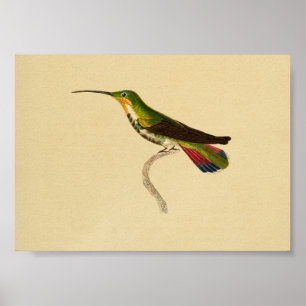 Poster Vintage 1830 Hummingbird Imprimer rouge vert