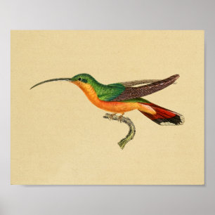Poster Vintage 1830 Hummingbird Imprimer rouge vert