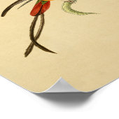 Poster Vintage 1830 Hummingbird Imprimer rouge vert (Coin)