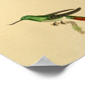 Poster Vintage 1830 Hummingbird Imprimer vert rouge (Coin)
