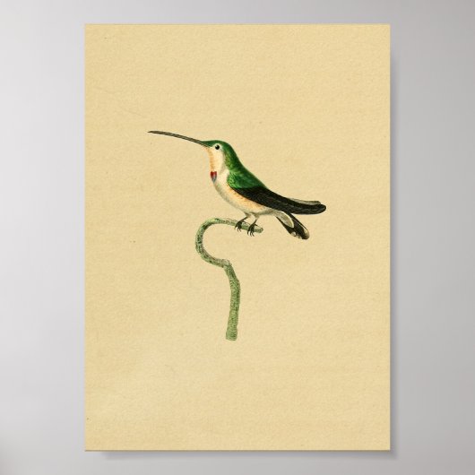 Poster Vintage 1830 Hummingbird Print Green (Devant)