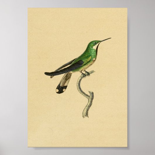 Poster Vintage 1830 Hummingbird Print Green (Devant)