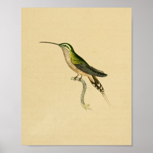 Poster Vintage 1830 Hummingbird Print Green Black (Devant)