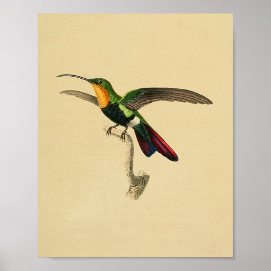 Poster Vintage 1830 Hummingbird Print Red Black (Devant)
