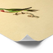 Poster Vintage 1830 Hummingbird Print Ruby Throated (Coin)