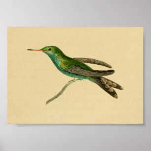 Poster Vintage 1830 Hummingbird Print Turquoise